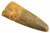 Fossil Spinosaurus Tooth - Real Dinosaur Tooth #297346-1